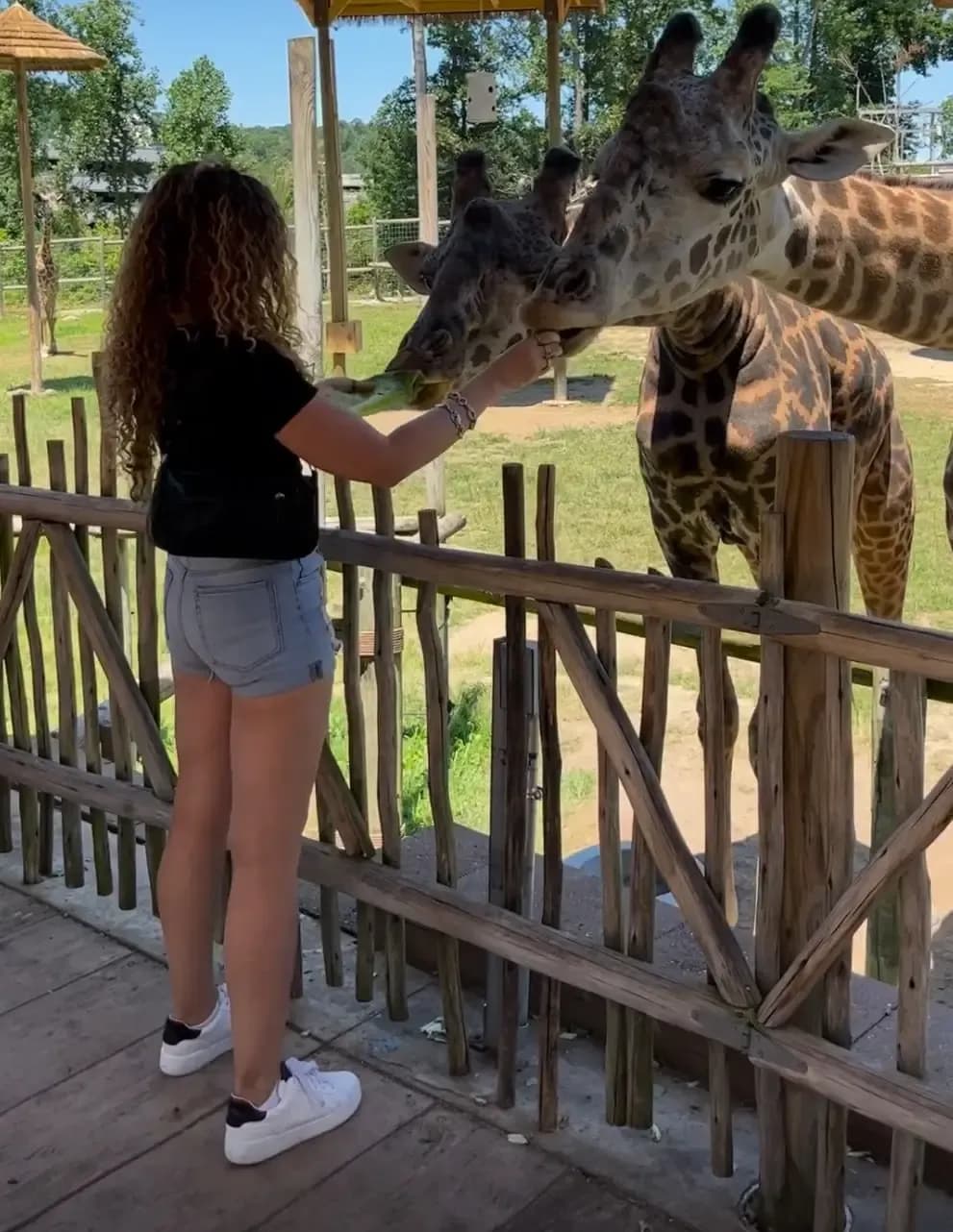 A Wild A image