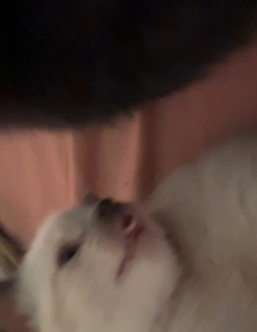 competitor nv2w2
